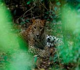 Leopard Safaris Wilpattu by KK Collection